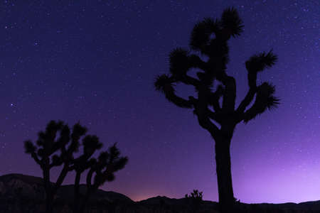 Joshua Trees at night with clean and starry sky. Joshua Tree National Park, Californiaの写真素材
