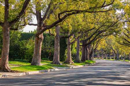 A shot of quiet Beverly Hills Road, Los Angelesの写真素材