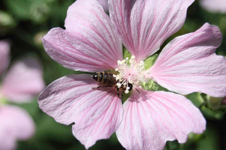 Moscow, Russia - AUGUST 6, 2017. Close-up in the summer garden. Bee sits on a pink flower of the Sidalcea. Inflorescence, petals and stamens visibleのeditorial素材