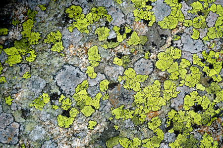 Green moss on the stone, stone texture, moss backgroundの写真素材