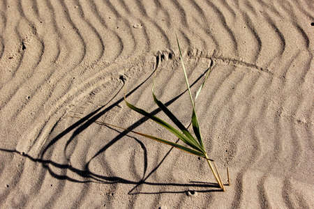 Close-up of sand background texture, Sand texture by the sea. Sand on the grass sea coastの写真素材