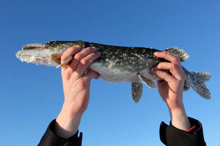 up in the hands of a fisherman holds a North pike against a blue sky background. during cold winter...