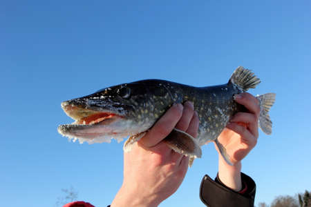 up in the hands of a fisherman holds a North pike against a blue sky background. during cold winter...
