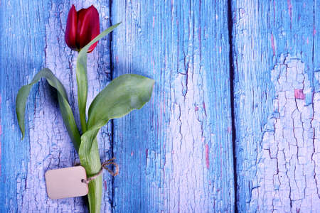 One red tulip on a blue wooden board, banners for text. Valentine's Day, Women's Day and Mother's Day conceptの写真素材