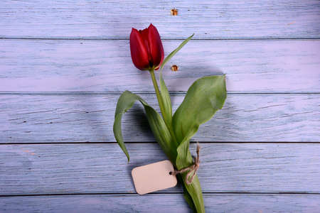 One red tulip on a blue wooden board, banners for text. Valentine's Day, Women's Day and Mother's Day conceptの写真素材