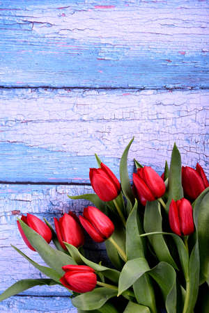 Red tulips bouquet on a blue wooden board. Valentine's Day, Woman's Day and Mother's Day concept. Spring tulips bouquet. copy spaceの写真素材