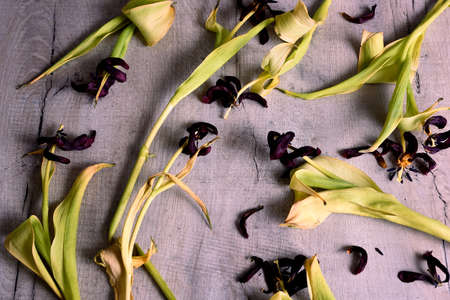 withered flowers background. withered tulips on a gray backgroundの写真素材