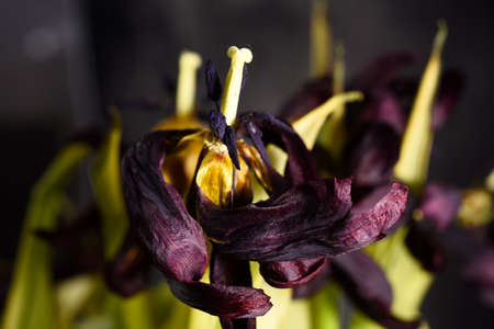withered tulips flowers close-up. Dried tulip flowersの写真素材