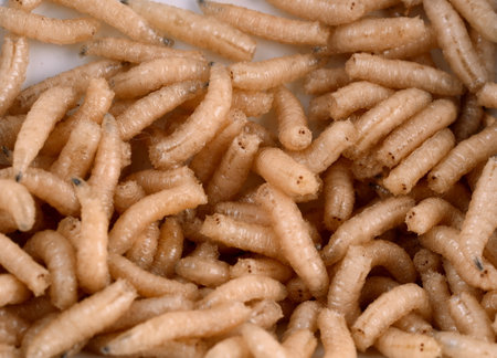 White fly larvae, maggots, close-up. Bait for anglersの写真素材