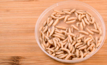 White fly larvae, maggots, close-up. Bait for anglers