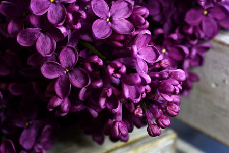 Close up of purple Lilac, Syringa vulgaris. Lilac blossom, Close-up of a common lilacの写真素材