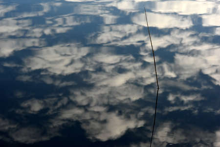 A lonely straw reflecting in the calm water. A lone reed in the lake water, where the sky with white...