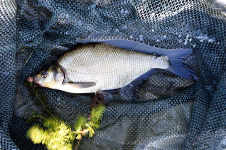 Freshly caught Common bream. Fish in a fishing net, Common bream close-up