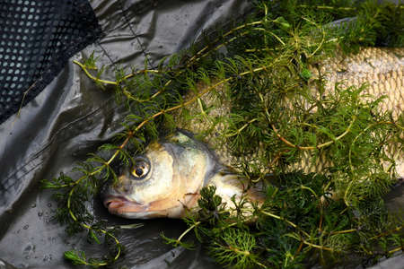 Freshly caught Common bream. Fish in a fishing net, Common bream close-up
