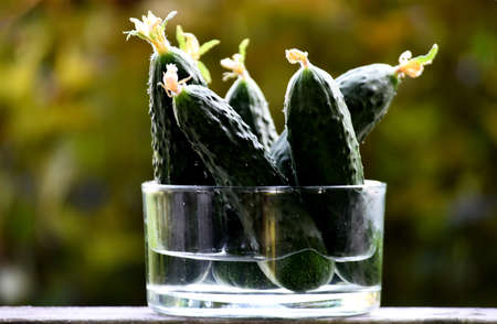 green organic cucumbers in a glass on a green background, selective focusの写真素材