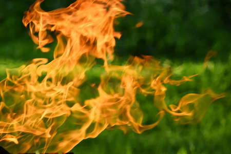 Fire flames on a background of green grass and leaves in summer. Selective focusの写真素材
