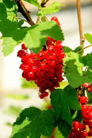 Red currant bush with berries. Branch of ripe red currant in a garden on green leaves backgroundの写真素材