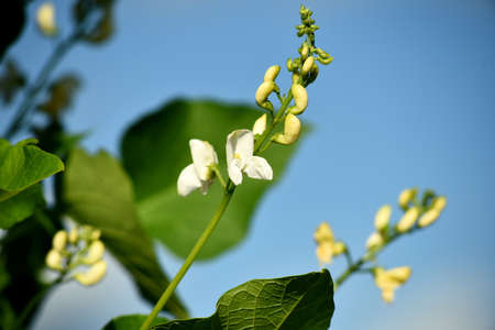 White and red bean flowers against a blue sky background. Garden beans bloom during summerの写真素材
