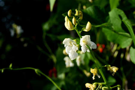 White and red bean flowers against a blue sky background. Garden beans bloom during summer