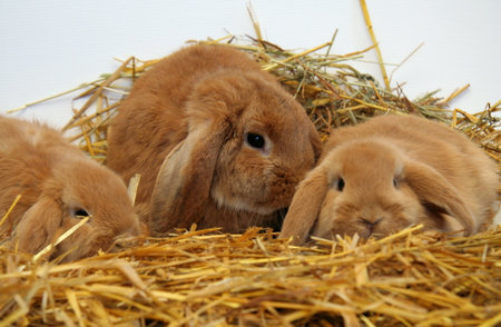 Red rabbit mother with children on a straw background, Year of the Rabbitの写真素材