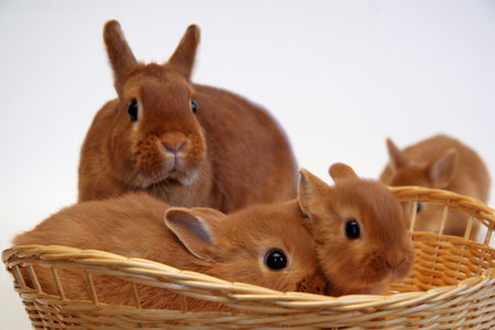 Red rabbit mother with children on a straw background, Year of the Rabbitの写真素材