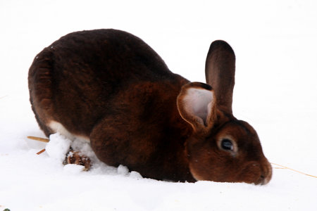 Different domestic rabbits on the farm, in winter time, on the snowの写真素材