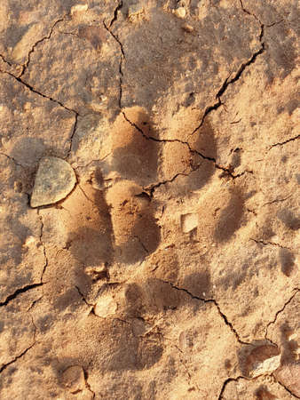 Dogs walk on ground foot nails on sand soil seems clearly soil cracked brown mud appeared.Dog foot prints on mud. Local dogs foot prints on earth Surface.の写真素材