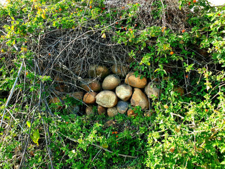 Stones rounded with greenery.Natural stone is used as architectural stone (construction, flooring, cladding, counter tops, curbing, etc.) and as raw block and monument stone for the funerary.の写真素材