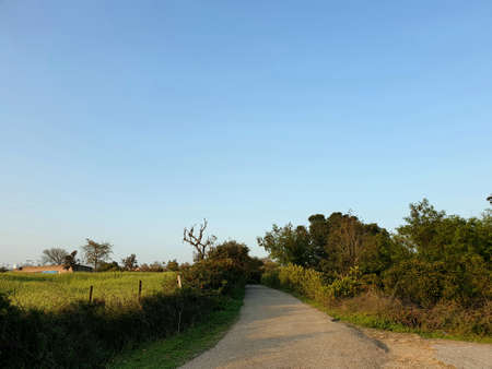 Day time a view of village road jangle forests and electric pools and wires seems. Sky blue white...