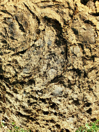 Dung of animals lies on ground.Blue sky and little grass seems in frame.の写真素材
