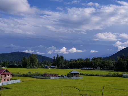 View of cloudy blue sky beautiful villages and rice fields of villagers in Indian states. Green and yellow golden colour crops in India are best destination for travellers.の写真素材