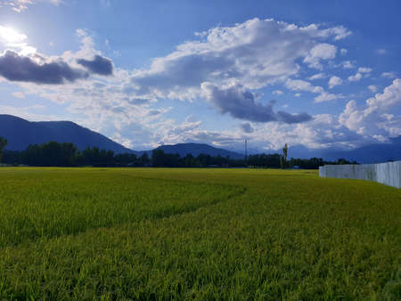 View of cloudy blue sky beautiful villages and rice fields of villagers in Indian states. Green and yellow golden colour crops in India are best destination for travellers.の写真素材