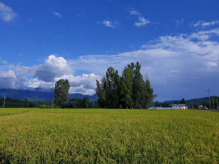 View of cloudy blue sky beautiful villages and rice fields of villagers in Indian states. Green and...