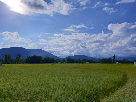 View of cloudy blue sky beautiful villages and rice fields of villagers in Indian states. Green and yellow golden colour crops in India are best destination for travellers.の写真素材