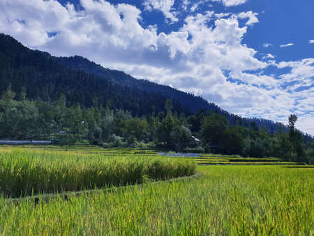 View of cloudy blue sky beautiful villages and rice fields of villagers in Indian states. Green and yellow golden colour crops in India are best destination for travellers.の写真素材