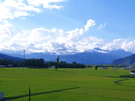 View of cloudy blue sky beautiful villages and rice fields of villagers in Indian states. Green and yellow golden colour crops in India are best destination for travellers.の写真素材