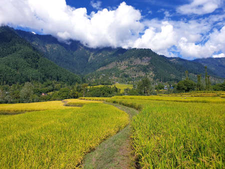 View of cloudy blue sky beautiful villages and rice fields of villagers in Indian states. Green and yellow golden colour crops in India are best destination for travellers.の写真素材
