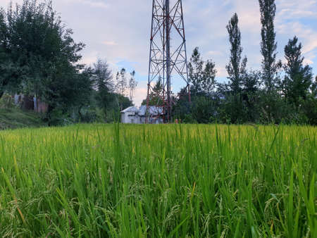 View of cloudy blue sky beautiful villages and rice fields of villagers in Indian states. Green and yellow golden colour crops in India are best destination for travellers.の写真素材