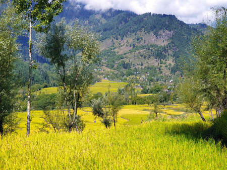 View of cloudy blue sky beautiful villages and rice fields of villagers in Indian states. Green and yellow golden colour crops in India are best destination for travellers.の写真素材