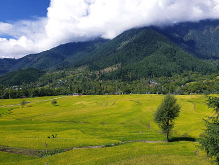 View of cloudy blue sky beautiful villages and rice fields of villagers in Indian states. Green and yellow golden colour crops in India are best destination for travellers.の写真素材