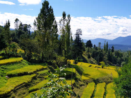 View of cloudy blue sky beautiful villages and rice fields of villagers in Indian states. Green and yellow golden colour crops in India are best destination for travellers.の写真素材
