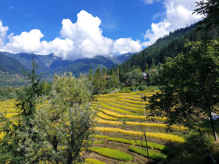 View of cloudy blue sky beautiful villages and rice fields of villagers in Indian states. Green and yellow golden colour crops in India are best destination for travellers.の写真素材