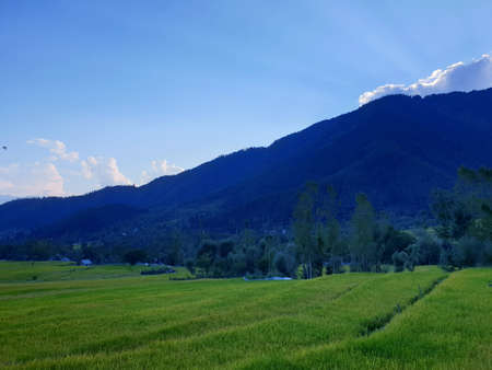 View of cloudy blue sky beautiful villages and rice fields of villagers in Indian states. Green and yellow golden colour crops in India are best destination for travellers.の写真素材