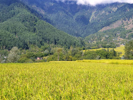 View of cloudy blue sky beautiful villages and rice fields of villagers in Indian states. Green and yellow golden colour crops in India are best destination for travellers.の写真素材