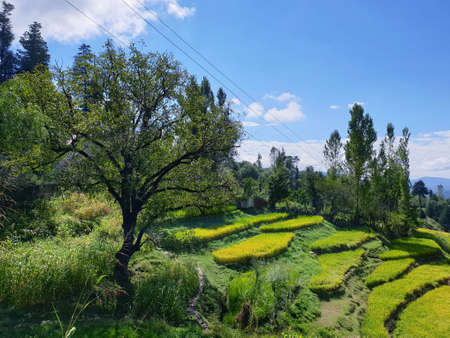 View of cloudy blue sky beautiful villages and rice fields of villagers in Indian states. Green and...