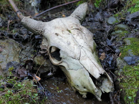 Animal skulls skeletons and bones animal parts are seen in dry like ribs, head, beaver skull. Animal Skulls Buffalo Skull Bones and crossbones dead. Human body symbolism looks, body parts of animals.の写真素材