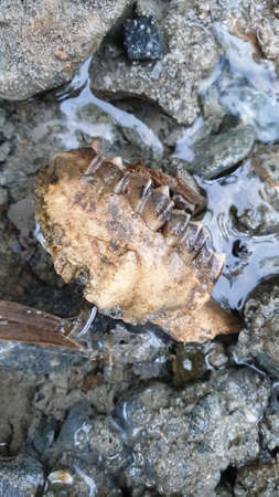 Animal skulls skeletons and bones animal parts are seen in dry like ribs, head, beaver skull. Animal Skulls Buffalo Skull Bones and crossbones dead. Human body symbolism looks, body parts of animals.の写真素材