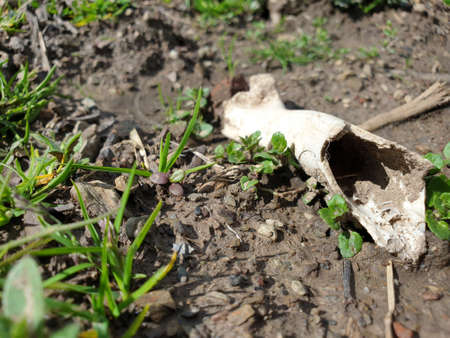 Animal skulls skeletons and bones animal parts are seen in dry like ribs, head, beaver skull. Animal Skulls Buffalo Skull Bones and crossbones dead. Human body symbolism looks, body parts of animals.の写真素材