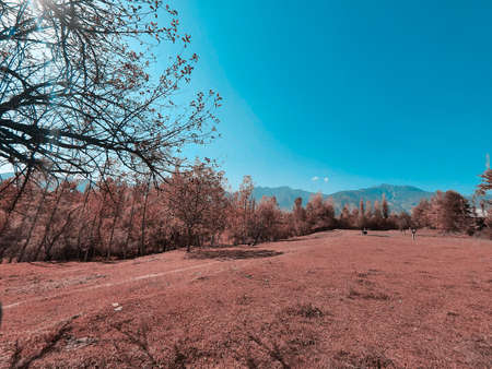 Sky The beauty of landscape nature huge beautiful hills and long green trees around the crop field...