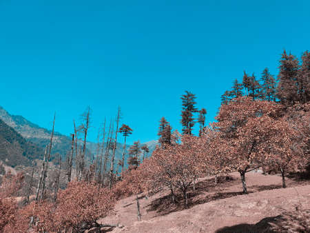 Cloudy blue sky over autumn field golden cyan and magenta. The beauty of landscape nature huge...